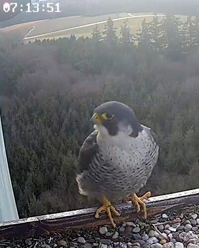 Screenshot_2026-02-13-07-13-25-109_com.android.chrome~2