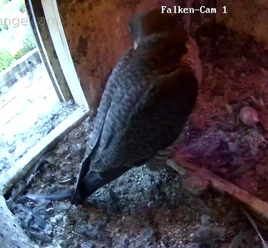 Screenshot_20230603-215038~2