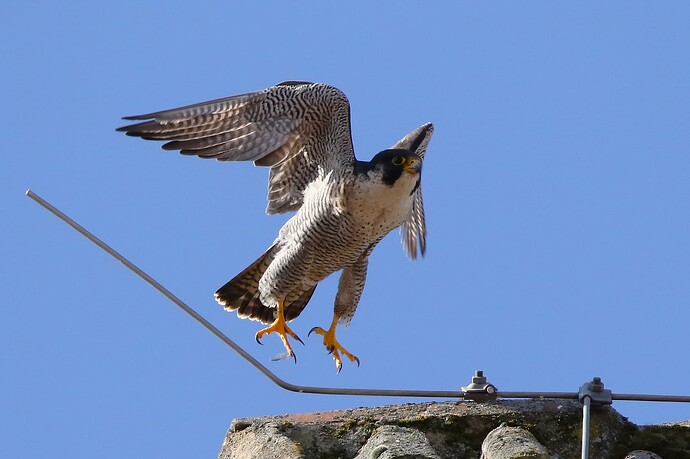 Falco 4a