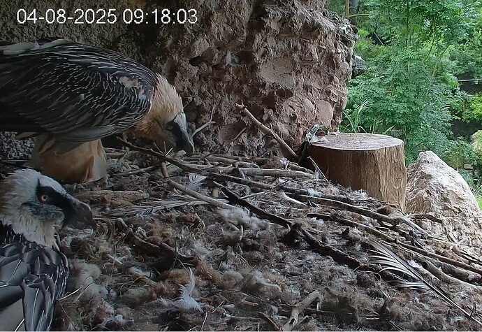 Mascha u. Stock 04.08.25