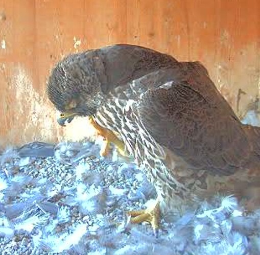 Screenshot_20250523-201547_Chrome