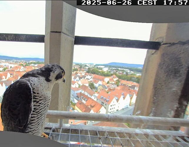 Screenshot_2025-06-26-17-57-44-457_com.android.chrome