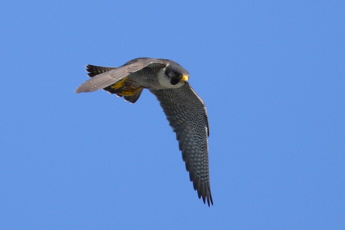 Falco muss weiter