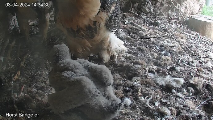 SnapShot-20240403_143439