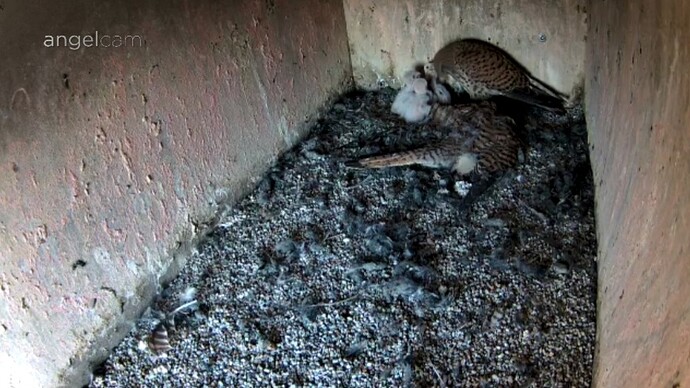 Screenshot_20240613_203013_Chrome