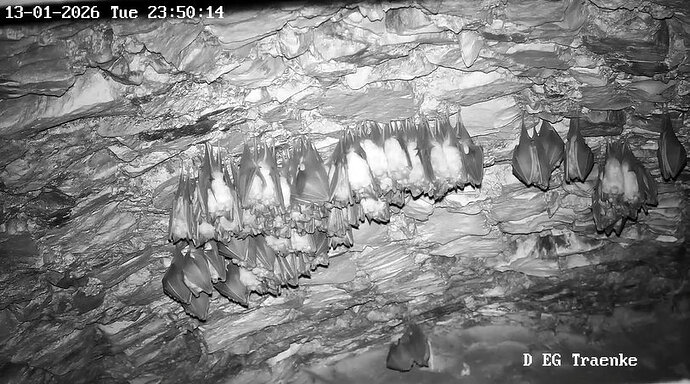 2026-01-13_14 ab 23.00 Kugel nach Paarung