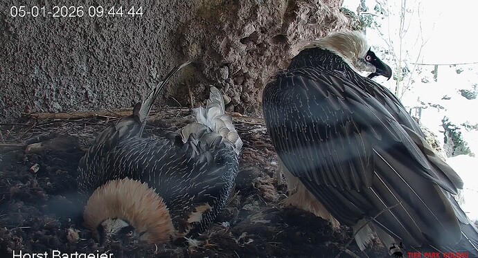 H ist abgelenkt 05.01.26