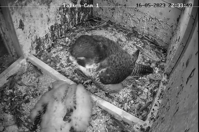 Screenshot_20230516-223406-01