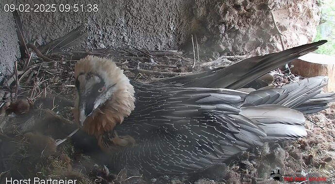 Hans baut am Nest 09.02.25
