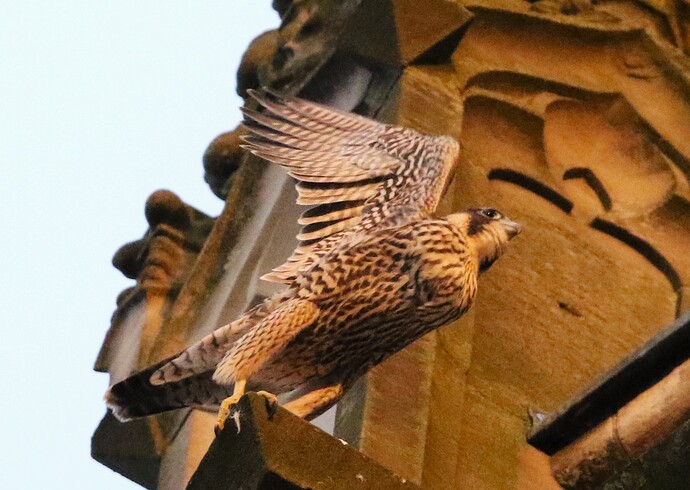 Jungfalke nächster Sprung