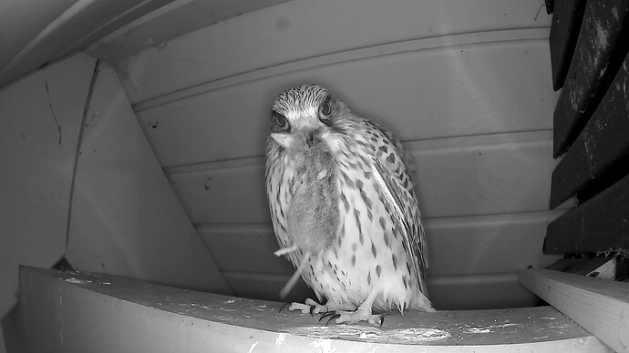 MDalarm_20251124_163921.avi_snapshot_00.29.135