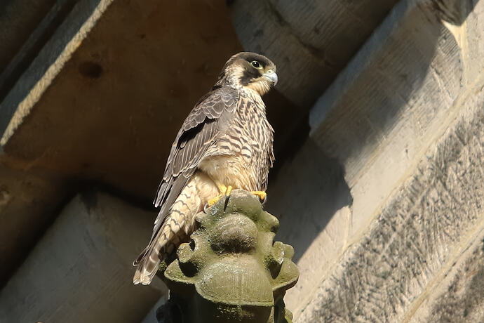 Jungfalke 12a