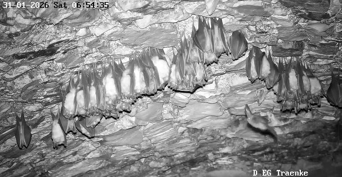 2026-01-31_2 ab 6.00 Langohr fliegend 2