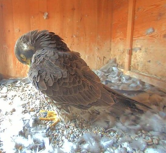 Screenshot_20250517-063846_Chrome