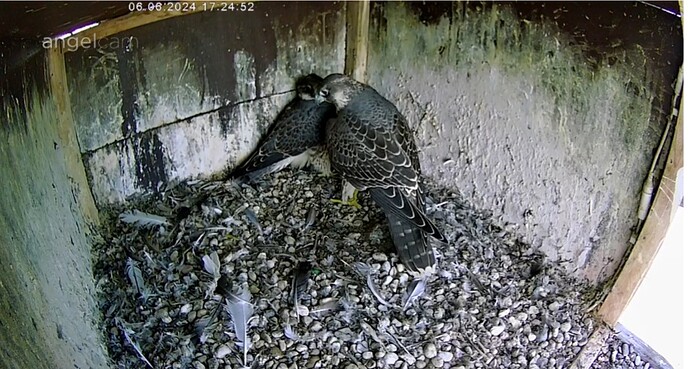 Screenshot_20240606_172523_Chrome