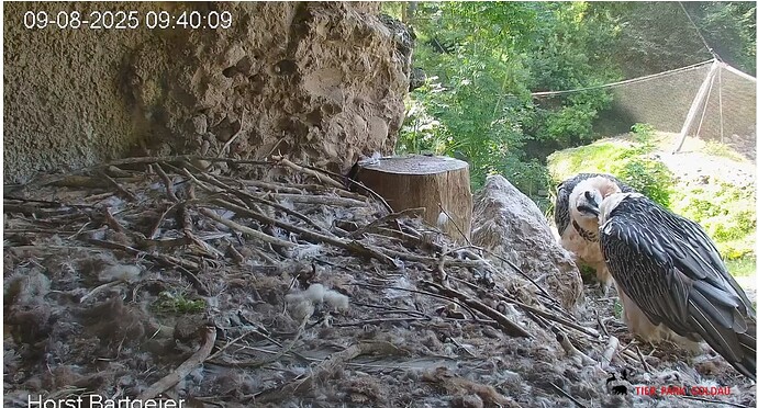 Screenshot_20250809-094113~2