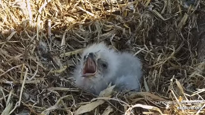 dech_230412_chick_c