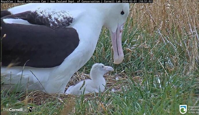 Screenshot_2024-02-01-08-28-42-737_com.google.android.youtube