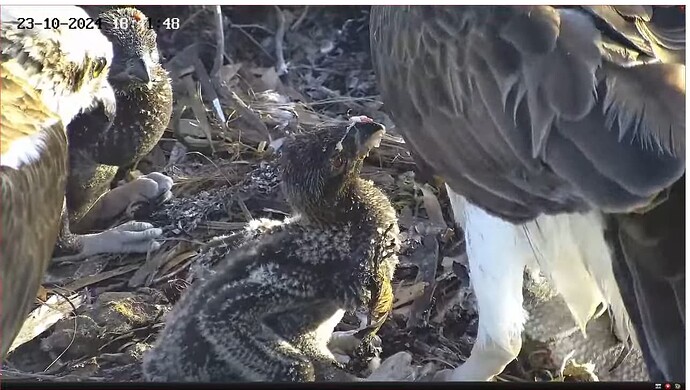 Screenshot 2024-10-23 164540