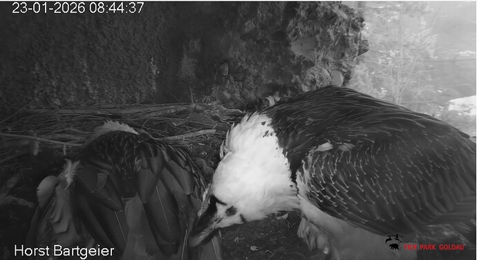 Gutes füt Mascha 23.01.27