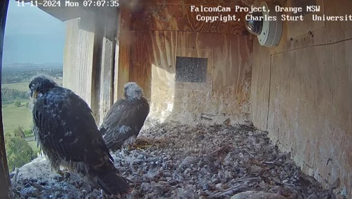 Screenshot_20241110_210756_Chrome