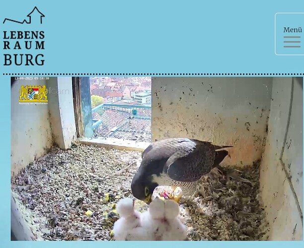 Screenshot_20230413_091454_Samsung Internet