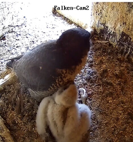 Screenshot_20230511-065136-01