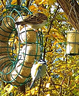 Blaue u. Spatz 31.10.25