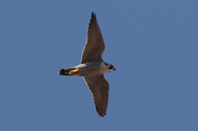 Falco sonntags 2