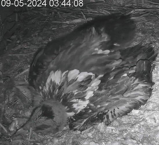 Screenshot_2024-05-09-03-45-13-674_com.android.chrome