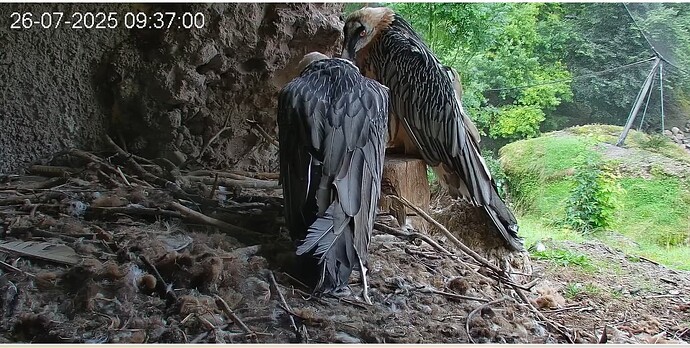 Zärtlichkeiten 1 26.07.25