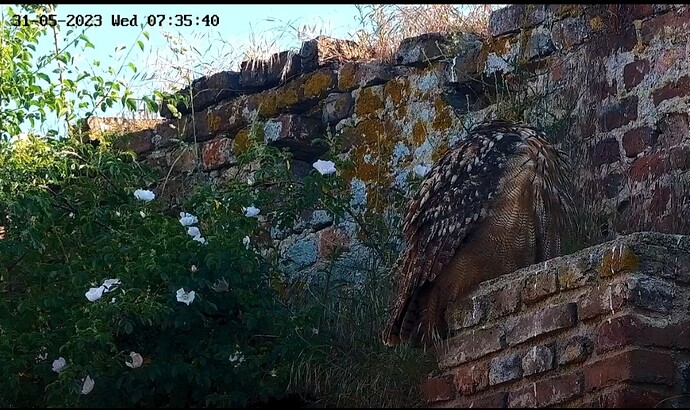 Screenshot_20230531_073602_Samsung Internet