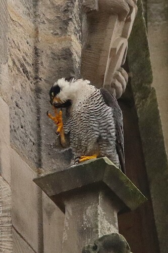 Falco 1