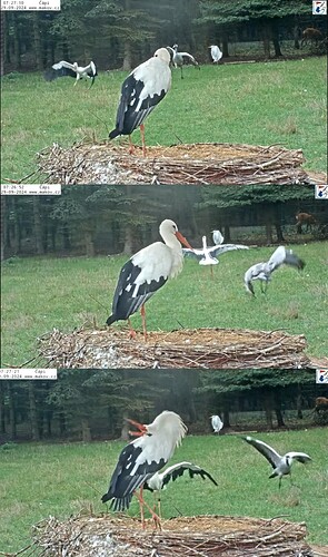 IMG_20240929_074906