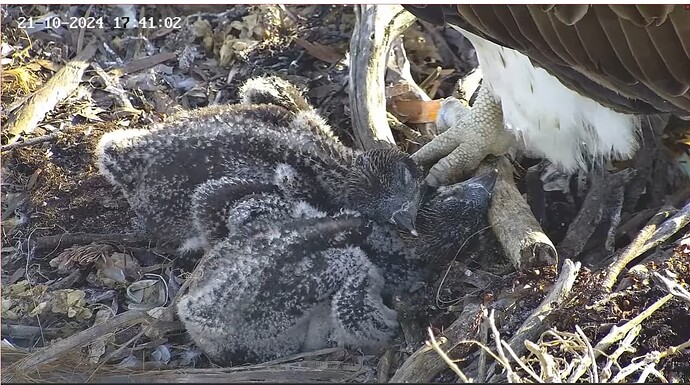 Screenshot 2024-10-21 174513