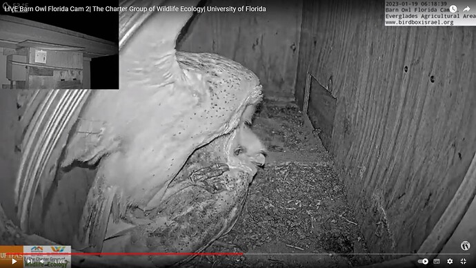 BOFL_230119_mating