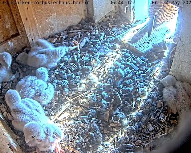 VideoCapture_20240525-075517