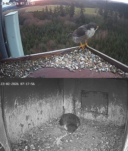 Screenshot_20260223_071135_Chrome