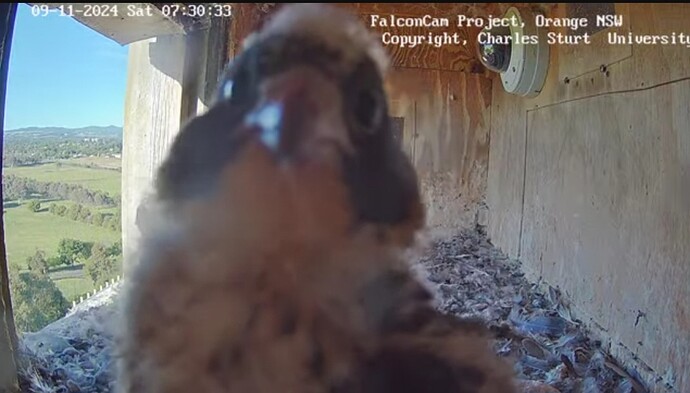 Screenshot_20241108_213051_Chrome