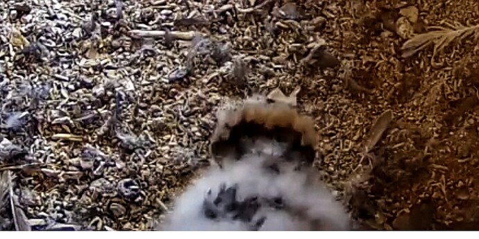 Screenshot_20230516-062443-01