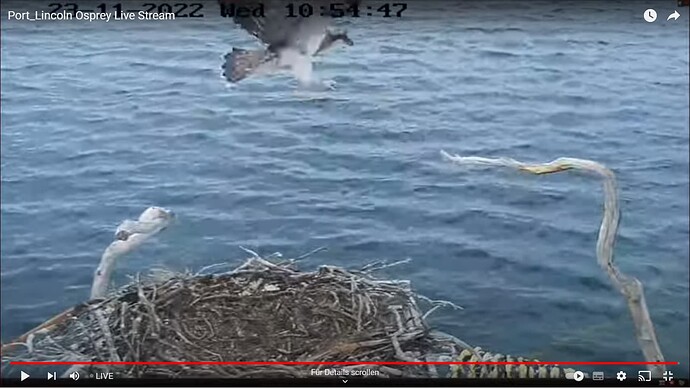 osprey