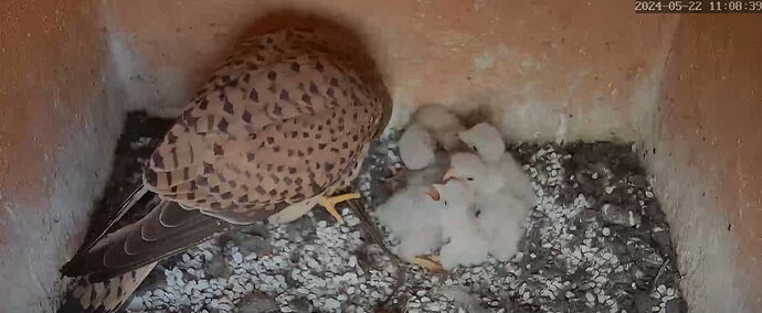 Snap_2024.05.22_11h09m08s_006_