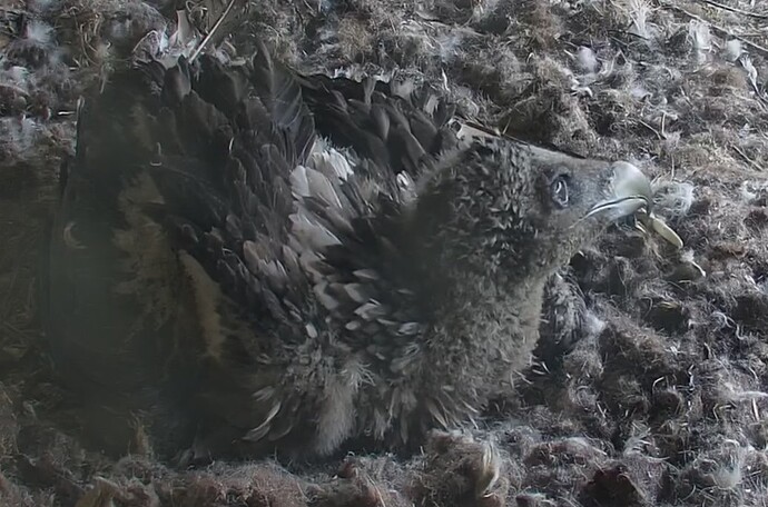 Bartili beobachtet 04.05.24