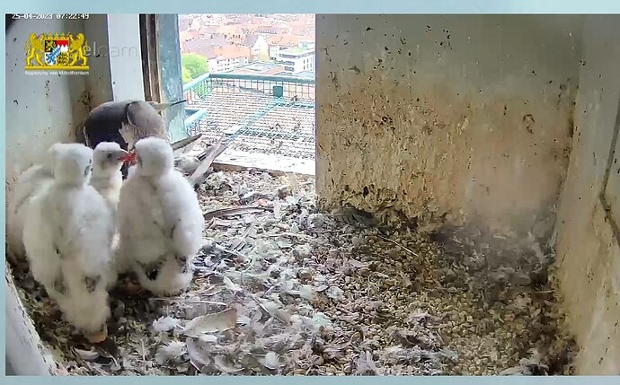 Screenshot_2023-04-25-07-23-12-546~2