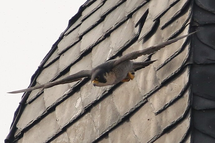 Falco im Flug 6