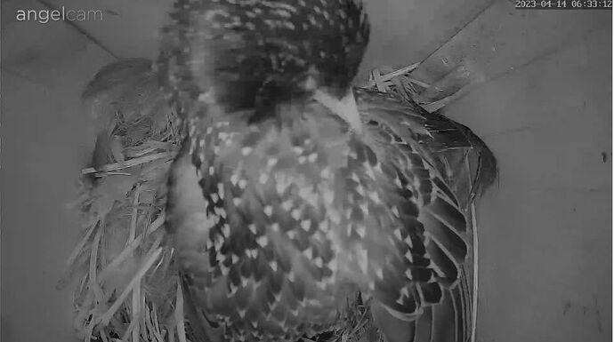 Snap_2023.04.14_06h33m41s_008_