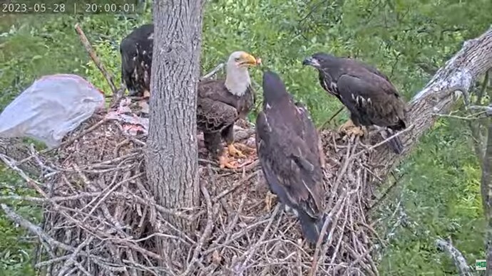 DuVI_230528_DG3-5_feed