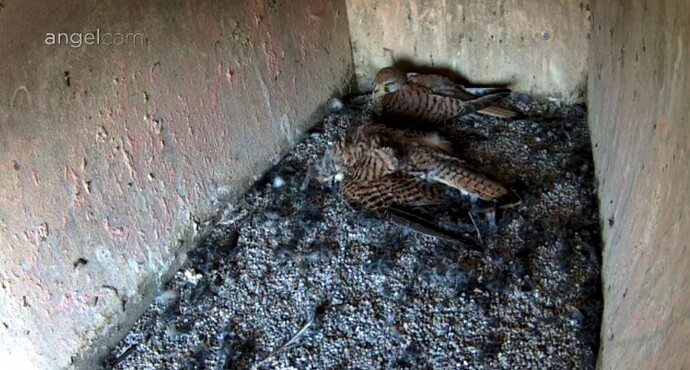 Screenshot_20240510_182037_Chrome