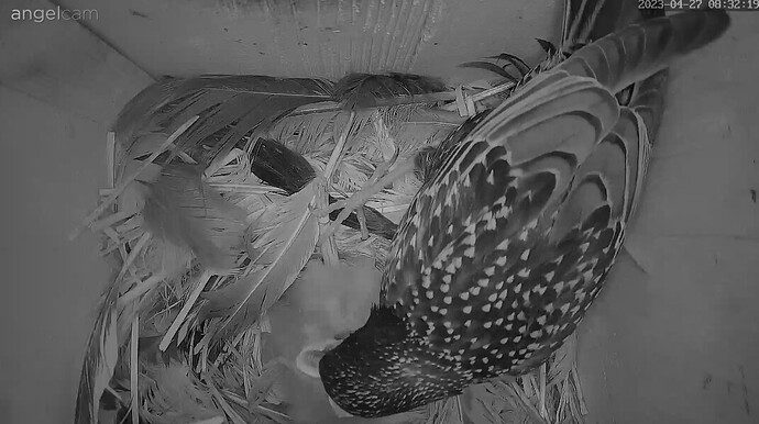 2023-04-27 08_32_37-LBV-Staren Webcam im Oberallgäu - LBV - Gemeinsam Bayerns Natur schützen und 1 w