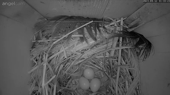 Screenshot_20230412-113344_Samsung Internet